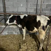 گاو‌ لیشه دورگ