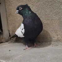 سرته سیاه نر