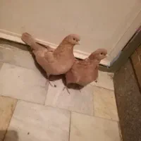 کبوتر زمینی