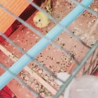 مرغ عشق انگلیسی طوطی