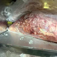 بچه فیله بدون استخوان و غضروف