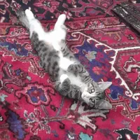 گربه|گربه|سهند, |دیوار