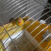 کوتوله برزیلی باهمه ی وسایل هاش|پرنده|ماهدشت, |دیوار