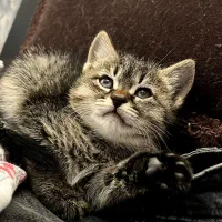 واگذاری به خانم خانه دار