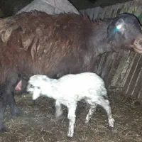 کارگر چوپان