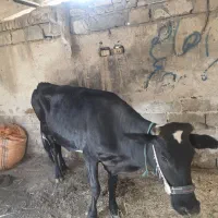 گاوآرام موقع شیردوشی ۱۵کیلو|حیوانات مزرعه|اهواز, ۲۰۰دستگاه|دیوار