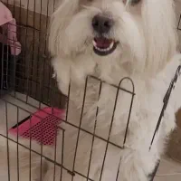 سگ شیتزو کراس