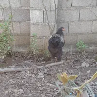 نیمچه خروس برهما|حیوانات مزرعه|طاهرگوراب, |دیوار