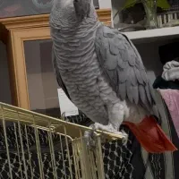 کاسکو نر 4 ساله