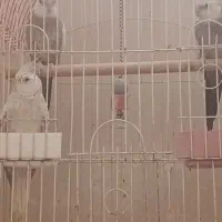 فروش عروس هلندی نر و ماده