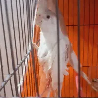 یک جفت عروس هلندی مولد نر و ماده|پرنده|آذرشهر, |دیوار