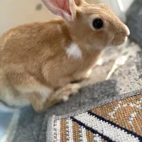 خرگوش زیبا