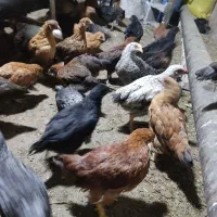 جوجه محلی خوب