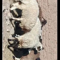 بره نر و ماده فروشی