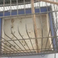 دو عدد قفس مرغ مینا و طوطی سالم