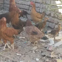 مرغ وخروس معاوضه با عروس و کوتوله مرغ عشق