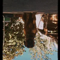 باکسر المانی پیتبول، ژرمن، مالینویز|سگ|بم, |دیوار