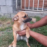 سگ پاکوتاه