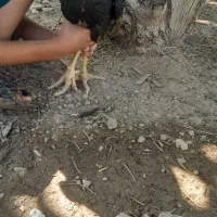 جوجه لاری