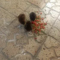 جوجه‌زیرمرغی