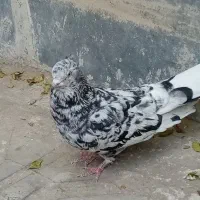 سرور ماده تو دم سفید