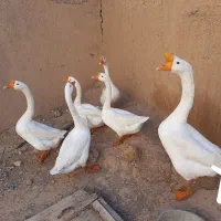 قوغاز|حیوانات مزرعه|ضیاء آباد, |دیوار