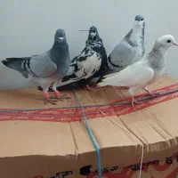 کبوتر کفتر صید