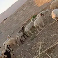 بره چاق پلوار کشتاری 370کیلویی|حیوانات مزرعه|ارزوئیه, |دیوار