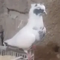 واگذاری پرنده