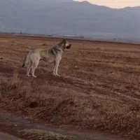 سگ سرابی|سگ|هیر, |دیوار