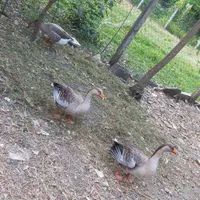 اردک غاز|حیوانات مزرعه|لاهیجان, یوسف آباد|دیوار