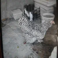 مرغ‌‌‌‌‌ برهما رنگ کوکو