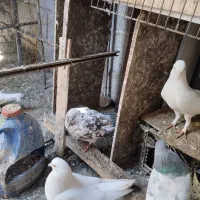 10جفت کفتر خوب