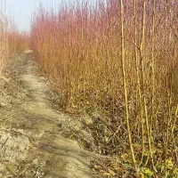 فروش انواع نهال های مثمر و غیر مثمر