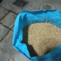 گندم دیم اسفراین