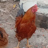 خروس  محلی چاق و چله وزرنگ