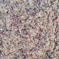 تفاله خرما و هسته خرما و پوره یا گوشت خرما