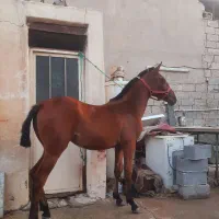 اسب فروشی|اسب و تجهیزات اسبسواری|بهبهان, |دیوار