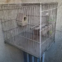 قفس پرنده