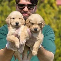 سگ نژاد گلدن رتریور