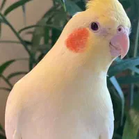 جوجه عروس هلندی لوتینوچشم شرابی