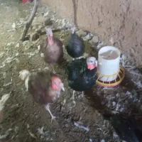 بوقلمون|حیوانات مزرعه|سلامی, |دیوار