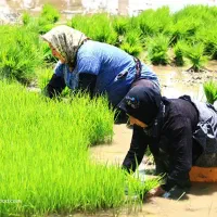 بذر شالی فجر سوزنی  زرین گل
