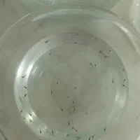 ماهی های اکواریومی گوپی|ماهی|اصفهان, همدانیان|دیوار