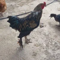 مرغ‌ و خروس برهما،مرغابی اسرائیلی|حیوانات مزرعه|ماهیدشت, |دیوار