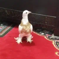 کبوتر یا طوقی پاپر