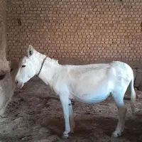 خر گوسفندی