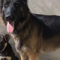 سگ ژرمن شپرد اصیل