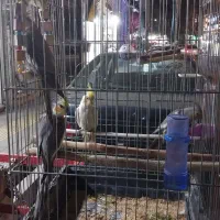 ۴ تا عروس حلندی نر و ماده جوان