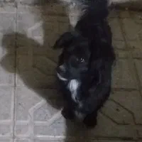 سگ پاپی خونگی حرف گوش کن